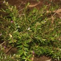 Cuphea hyssopifolia Kunth